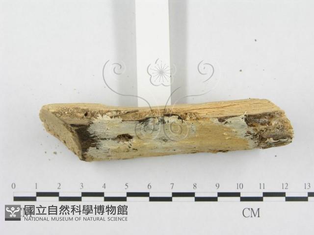 登錄號:F0000934藏品圖，第5張