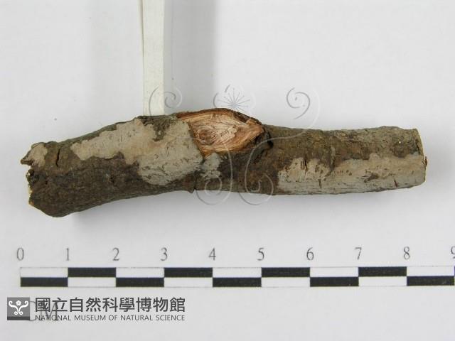 登錄號:F0012934藏品圖，第4張