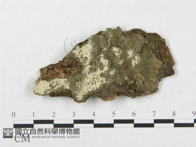 館號:F0019934藏品圖，第4張