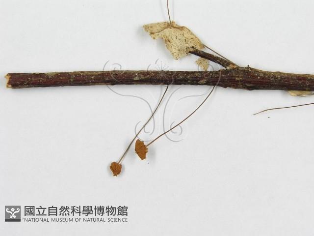 微皮傘屬藏品圖，第4張