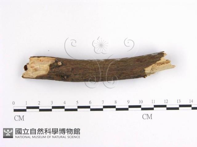 齒耳菌屬藏品圖，第4張