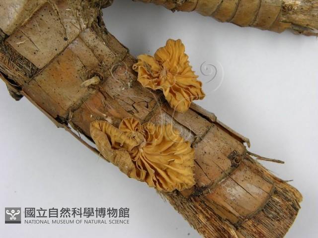 微皮傘屬藏品圖，第4張