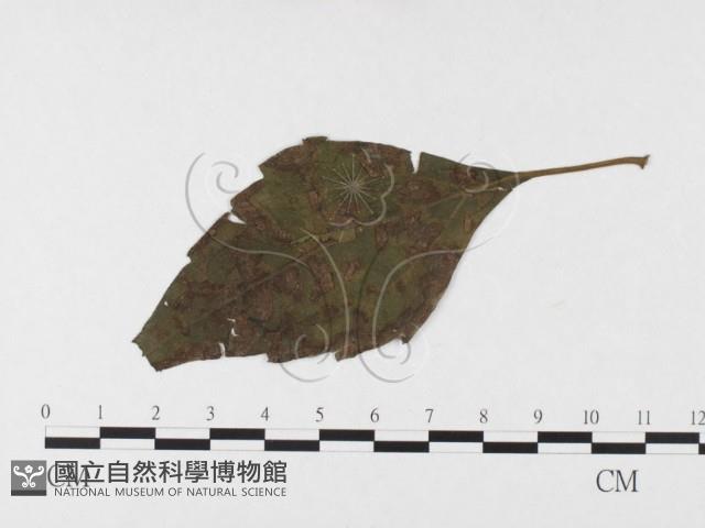 登錄號:F0026434藏品圖，第4張