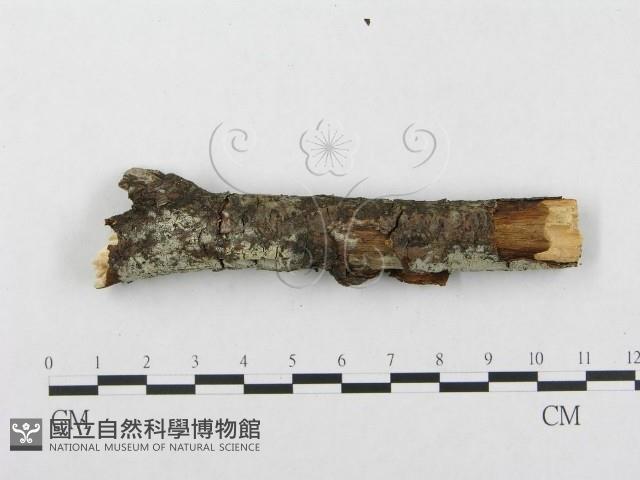 登錄號:F0002434藏品圖，第4張