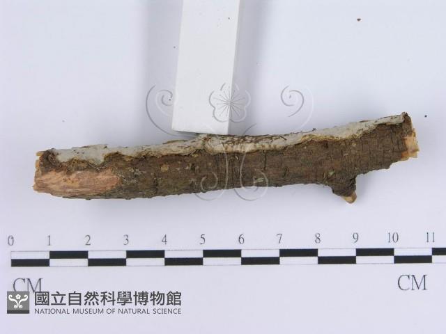 登錄號:F0018734藏品圖，第4張