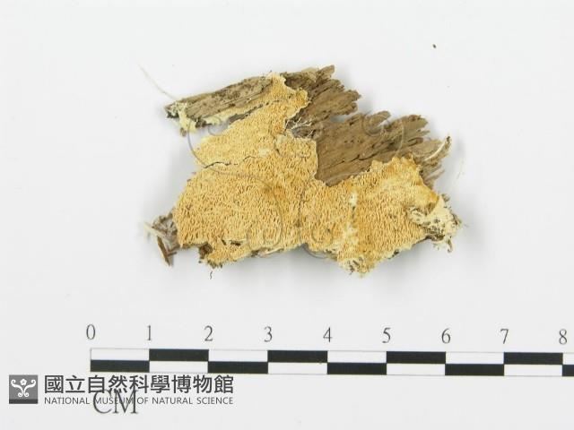 登錄號:F0015734藏品圖，第4張