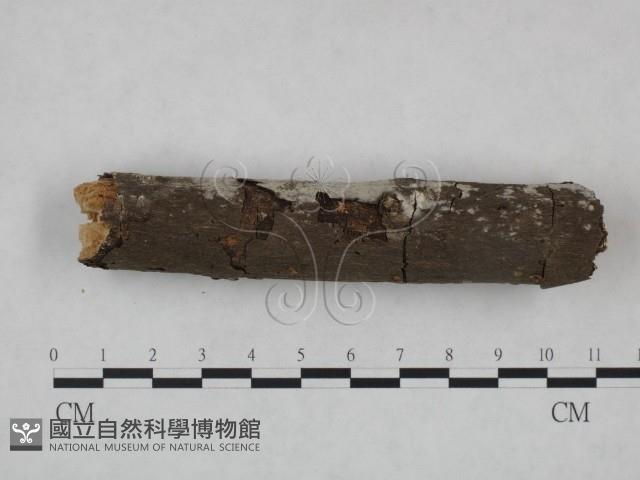 冇骨消絲齒菌藏品圖，第4張