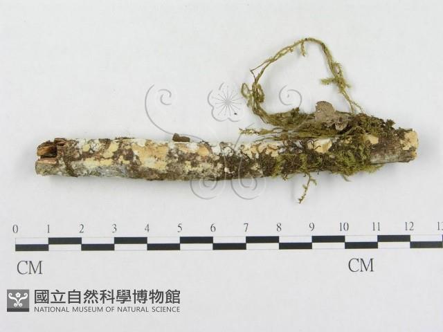 革墊菌屬藏品圖，第4張