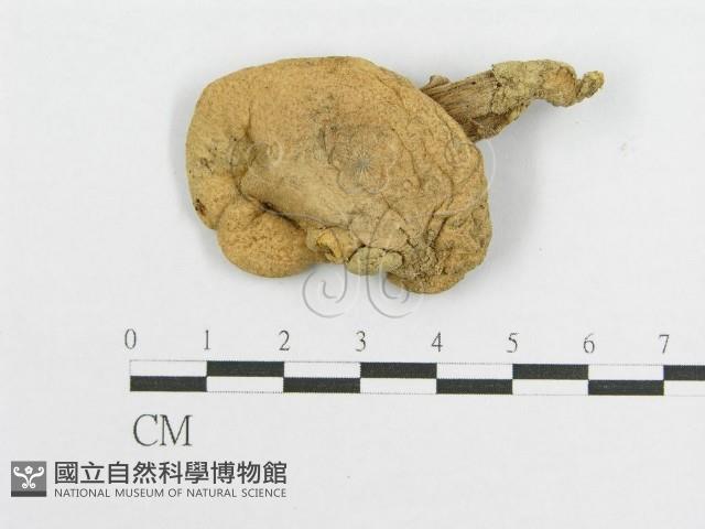 登錄號:F0012534藏品圖，第4張