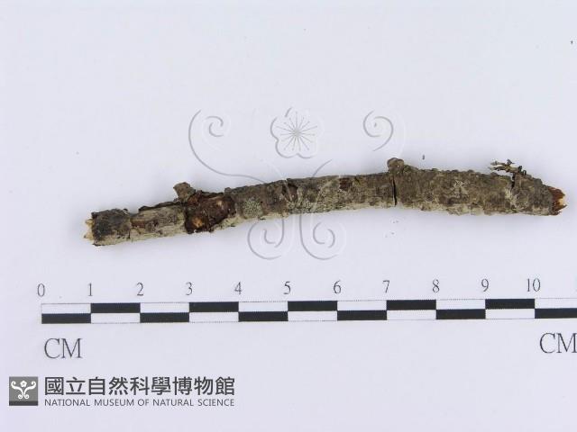 登錄號:F0013534藏品圖，第4張