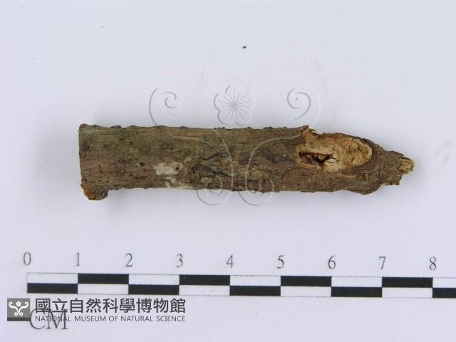 登錄號:F0004134藏品圖，第4張