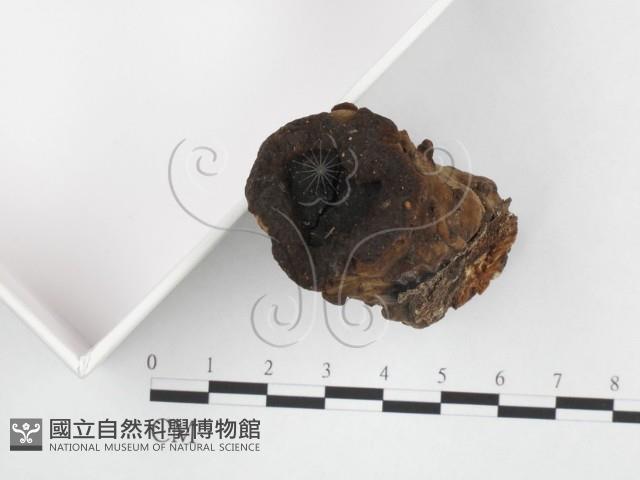 木層孔菌屬藏品圖，第4張