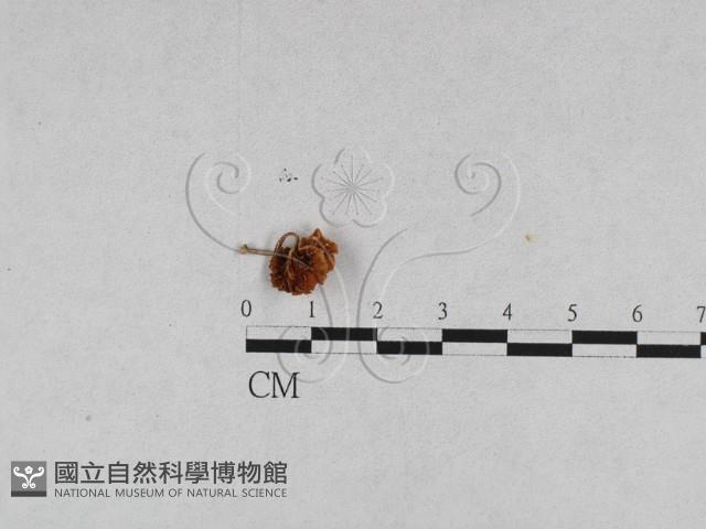 登錄號:F0011034藏品圖，第4張