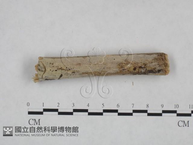 登錄號:F0025034藏品圖，第4張