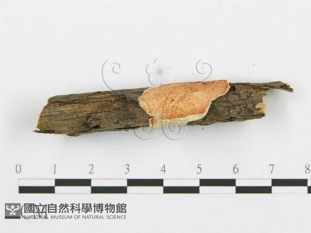 登錄號:F0005034藏品圖，第4張