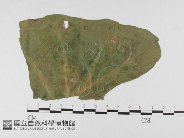 登錄號:F0026334藏品圖，第4張