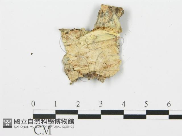登錄號:F0017334藏品圖，第4張