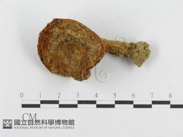 登錄號:F0003334藏品圖，第4張