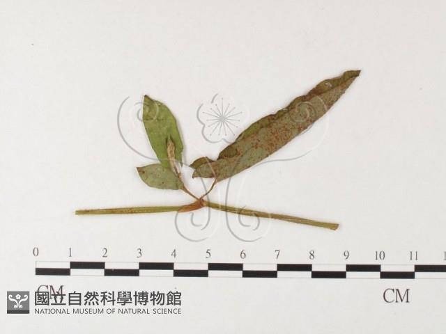 登錄號:F0026274藏品圖，第4張