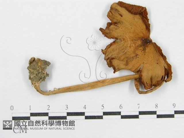 登錄號:F0016274藏品圖，第4張