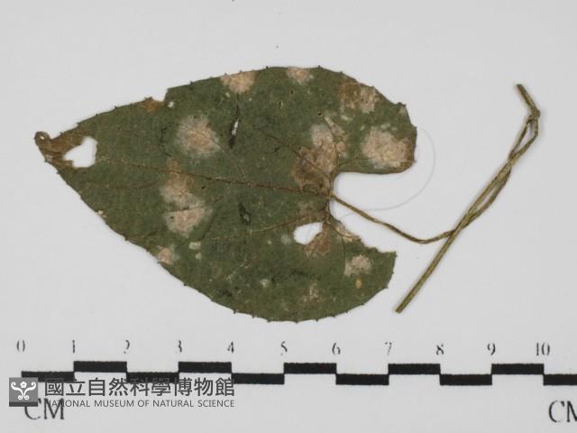 登錄號:F0021274藏品圖，第4張