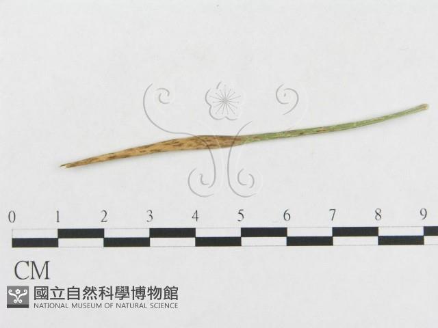 登錄號:F0019274藏品圖，第4張