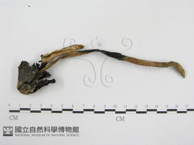 登錄號:F0003274藏品圖，第4張