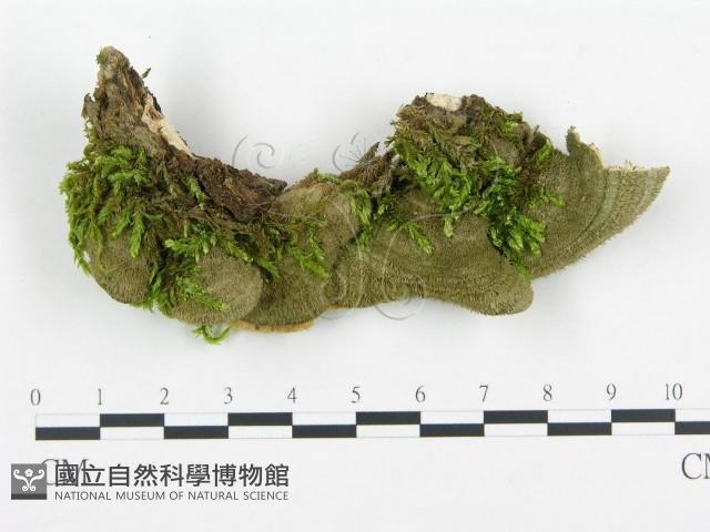 登錄號:F0018874藏品圖，第4張