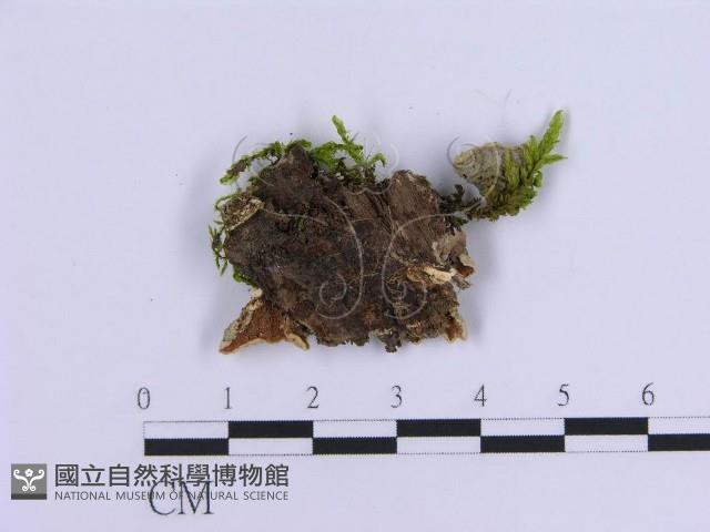 登錄號:F0017874藏品圖，第4張
