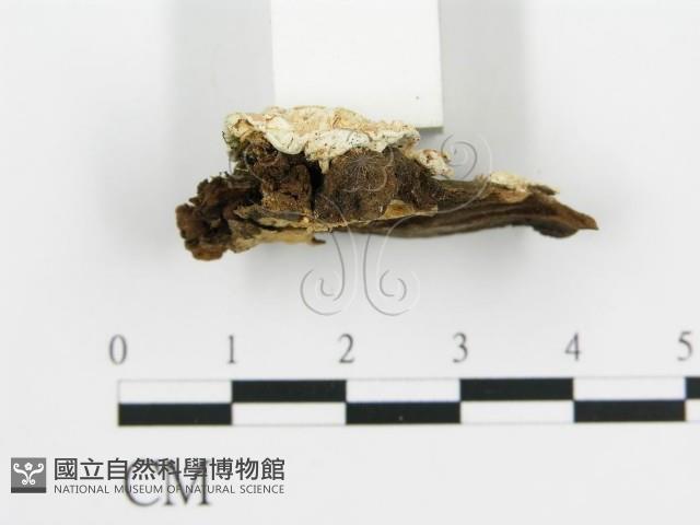 登錄號:F0003874藏品圖，第4張