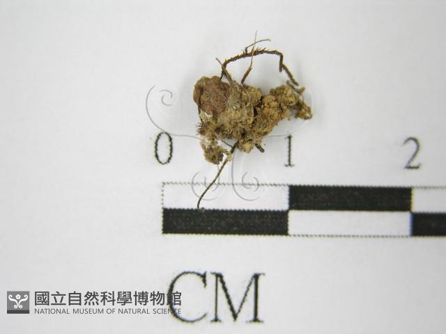 登錄號:F0013874藏品圖，第4張