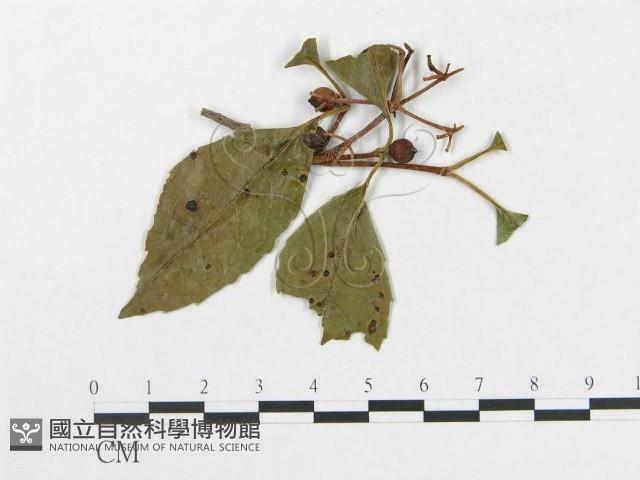 登錄號:F0018974藏品圖，第4張