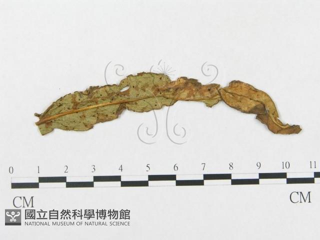 登錄號:F0011674藏品圖，第4張