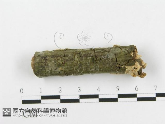 登錄號:F0020474藏品圖，第4張
