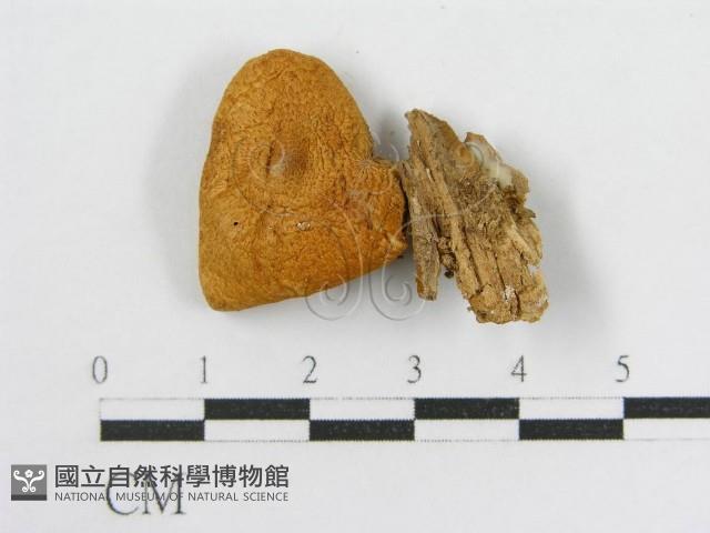 登錄號:F0007474藏品圖，第4張