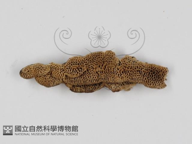 登錄號:F0017474藏品圖，第4張