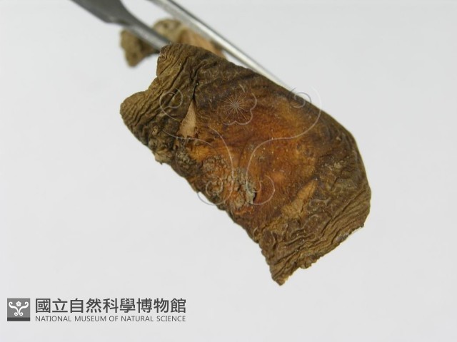 登錄號:F0003474藏品圖，第4張