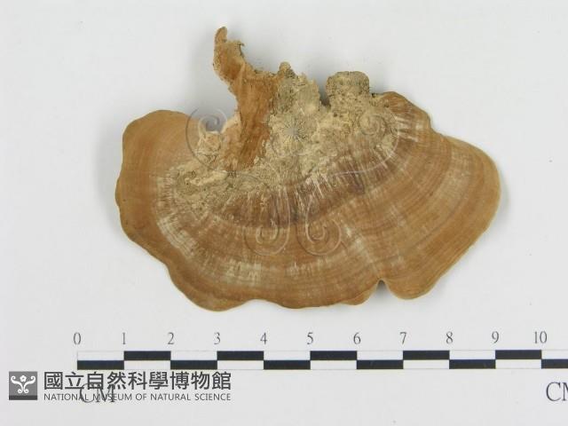 登錄號:F0018774藏品圖，第4張