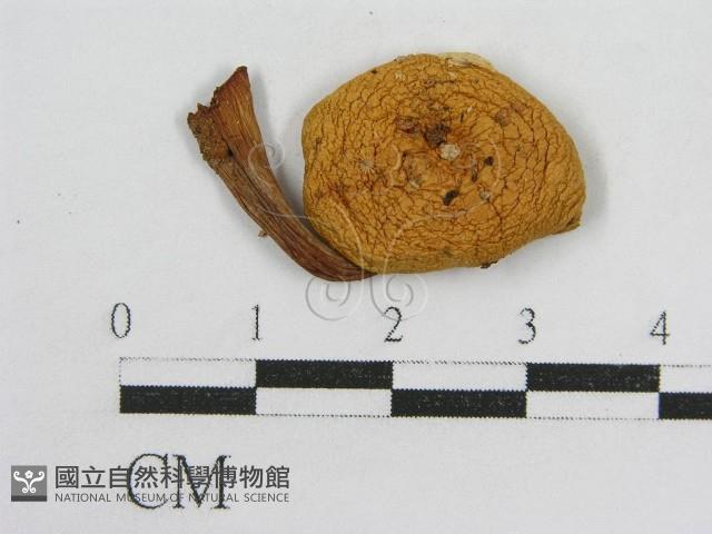 登錄號:F0010774藏品圖，第4張
