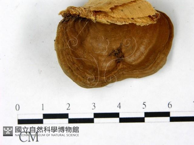 登錄號:F0022774藏品圖，第4張