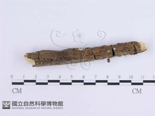 登錄號:F0013774藏品圖，第4張