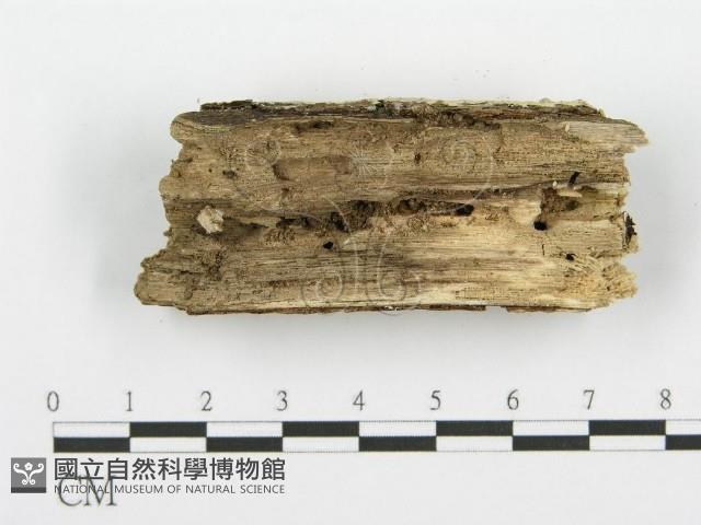 容氏菌屬藏品圖，第4張