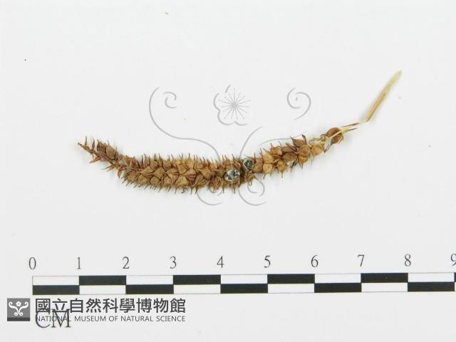 登錄號:F0004574藏品圖，第4張