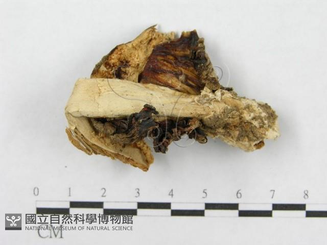 鵝膏屬藏品圖，第4張