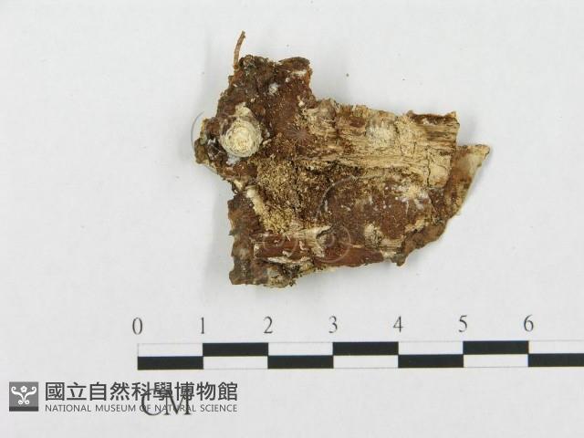 登錄號:F0017574藏品圖，第4張