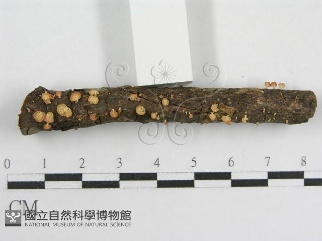 登錄號:F0005574藏品圖，第5張