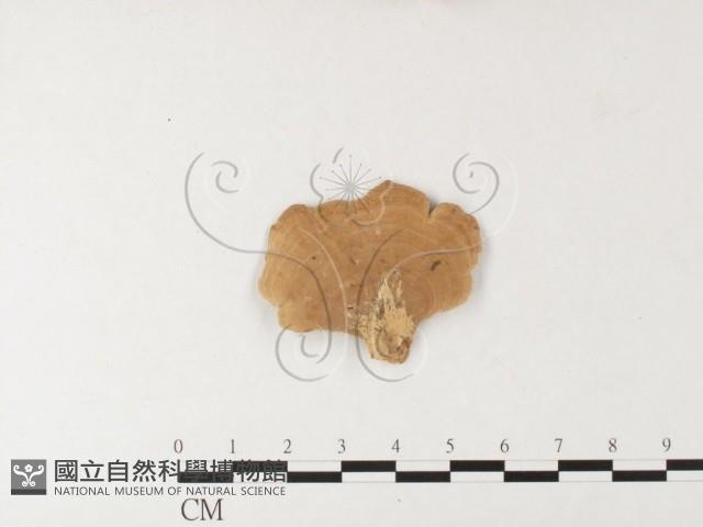 登錄號:F0026174藏品圖，第4張