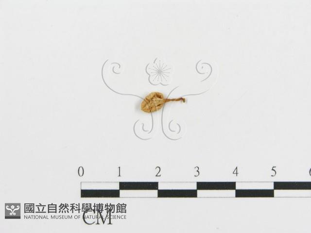 登錄號:F0005174藏品圖，第4張