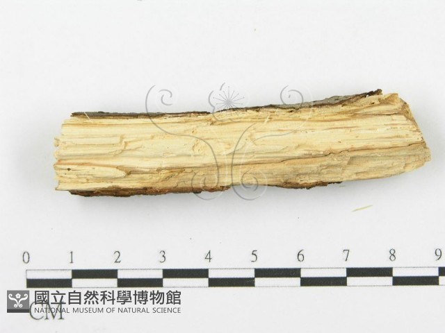 登錄號:F0000074藏品圖，第4張