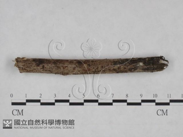 登錄號:F0025074藏品圖，第4張